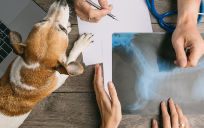 Becas de la Federación Europea de Veterinaria