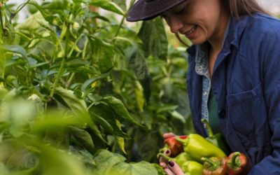 Empleo en Países Bajos: trabajador/a agrícola