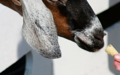 Oportunidad de voluntariado en Italia