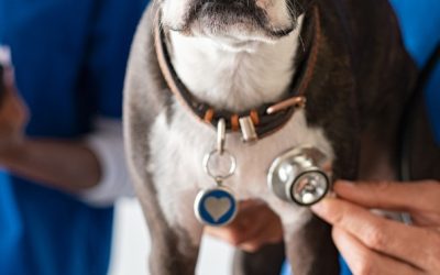 Empleo en Suecia: Veterinario/a
