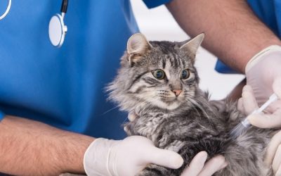 Becas para estudiantes de veterinaria