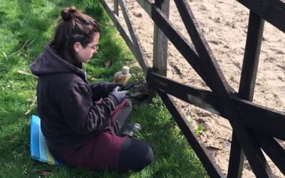 Mi experiencia de voluntariado en una granja en Rochefort